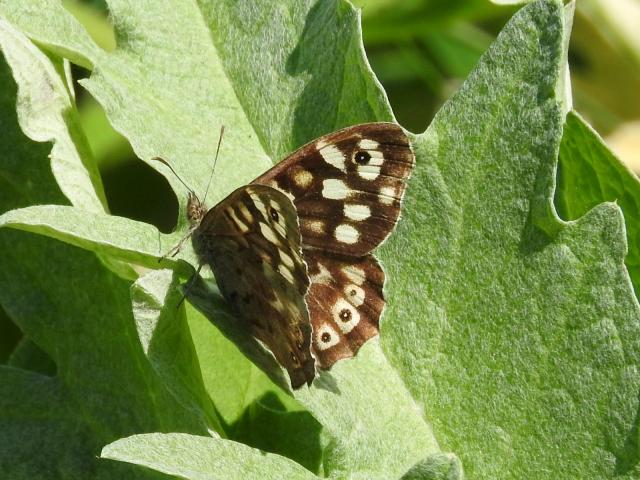 Speckled Wood butterfly