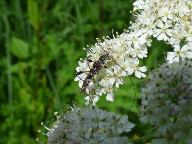 Shortwing Beetle - Molorchus minor at Snakeholme (John Davison) 150621