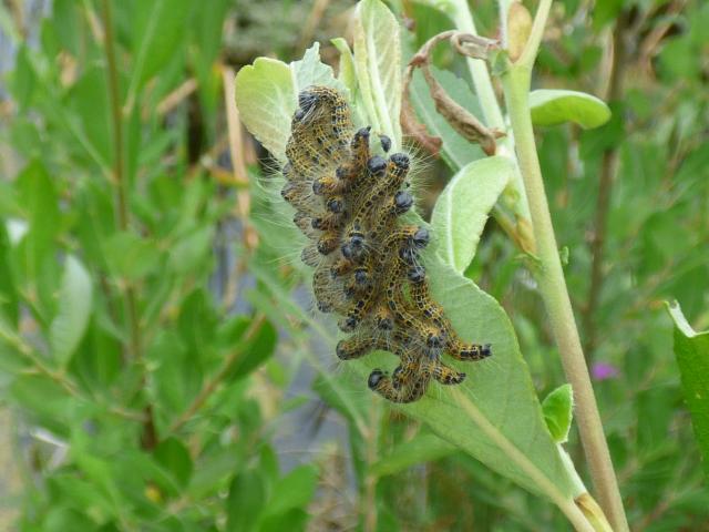 Buff-tip Moth Larvae at Snakeholme (John Davison) 150721