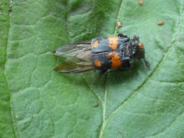 Burying Beetle Nicrophorus vespilloides at Southrey (John Davison) 200721