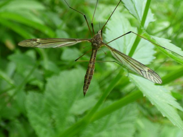 Cranefly Tipula lateralis at Snakeholme (John Davison) 150721