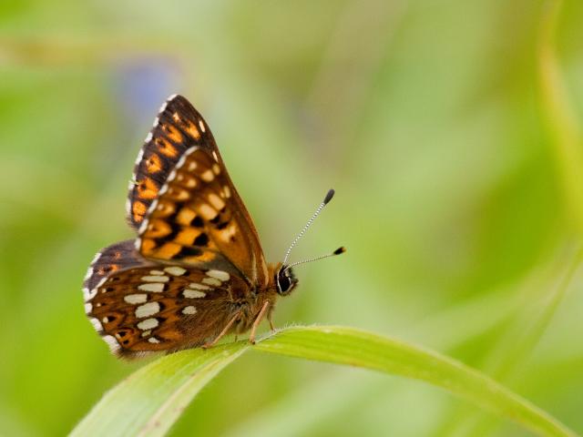 Duke of Burgundy - Photography by Peter Eeles