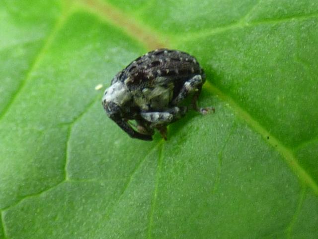 Figwort Weevil at Snakeholme (John Davison) 150721