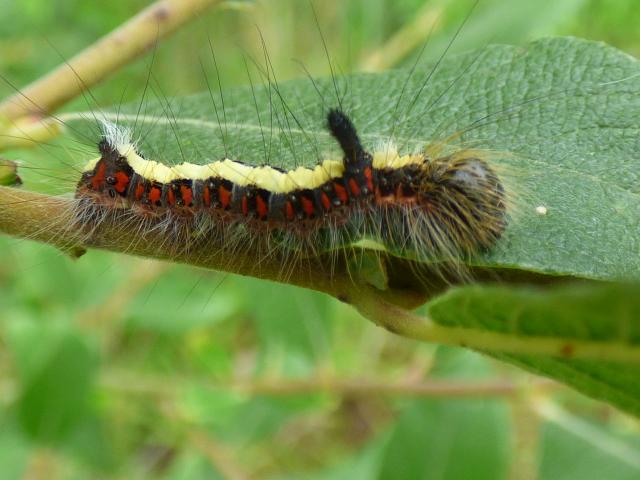 Grey Dagger Moth Larva at Snakeholme (Joghn Davison) 150721