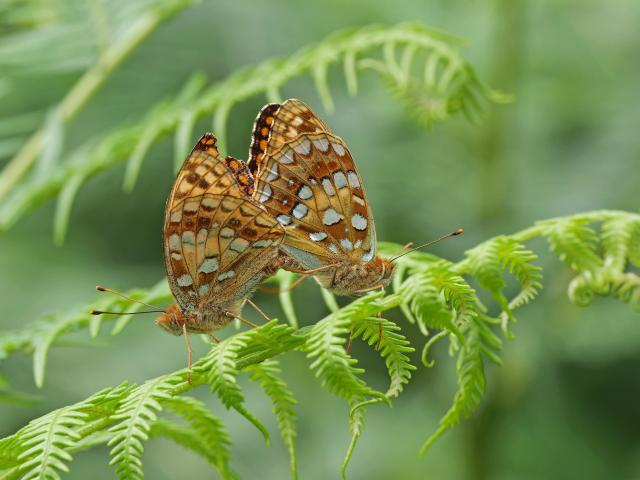 High brown Fritillary [mating pair], Hisley Wood, Bovey Valley, 14.7.21 ( Amanda Hunter)
