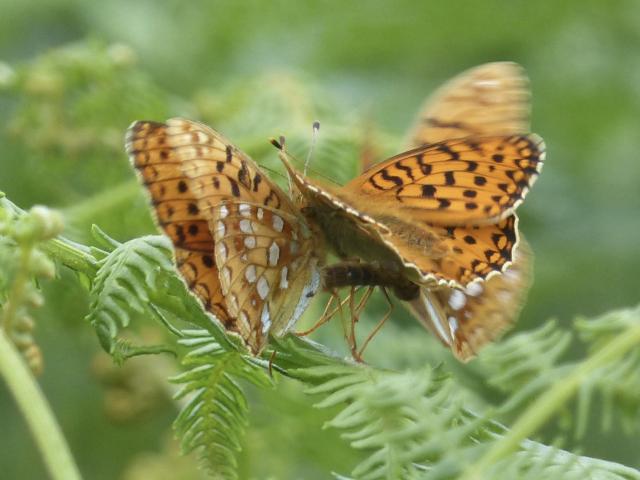 High Brown Fritllary [mating pair] with a Dark Green Fritillary [m] appearing to be trying to intervene! Ash Tor, 30.6.20 (John Golder)
