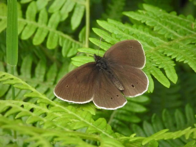 Ringlet [f], Rudge Wood, Bovey Valley, 2.6.21 (Dave Holloway)