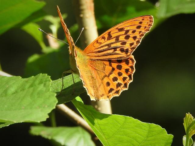 Silver-washed Fritillary [m], Rudge Wood, Bovey Valley, 13.7.21, (Dave Holloway)