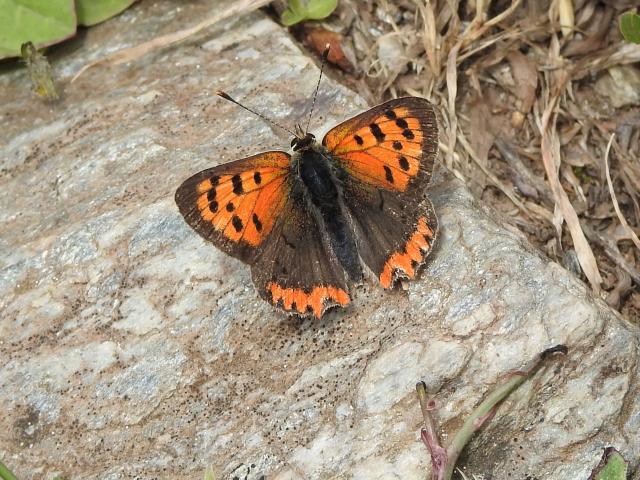 Small Copper, Bolt Head, 8.7.21 (Dave Holloway)