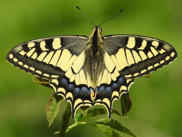 Swallowtail, Berry Head, 22.7.21 (Dave Holloway)