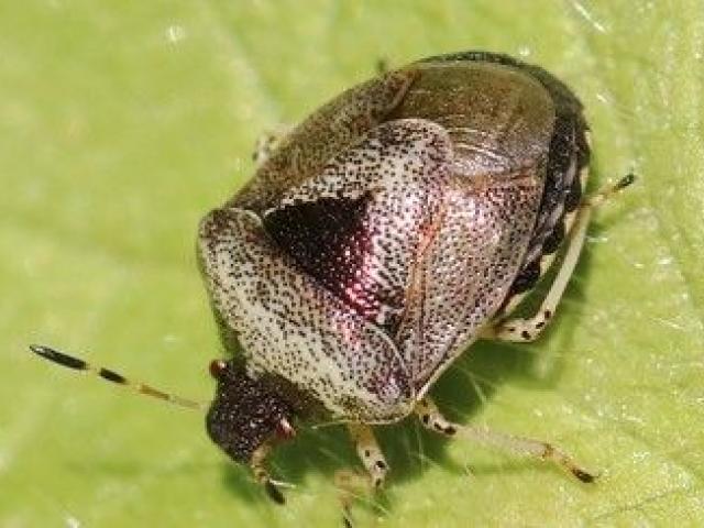 Woundwort shield bug