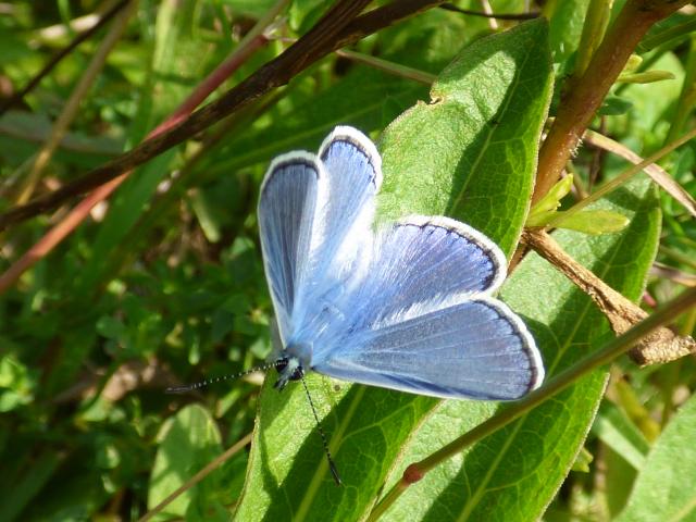 Common Blue at Snakeholme (John Davison) 030821