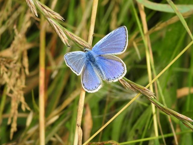 Common Blue [m], Clennon Lakes, Paignton, 3.8.21 (Dave Holloway)