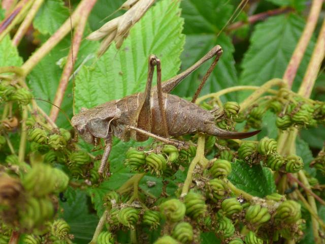 Dark Bush-cricket (female) at Snakeholme (John Davison)150821