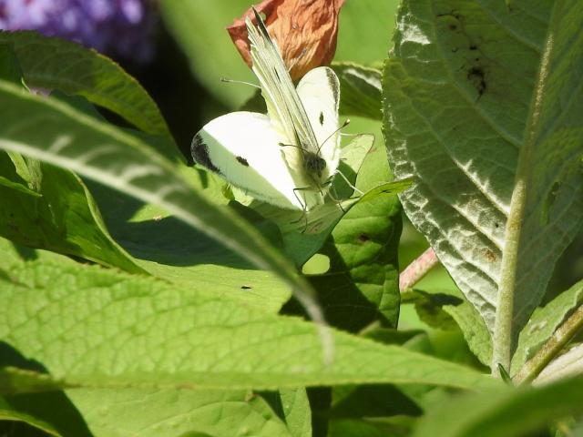 Large Whites [mating pr], Garden Paignton, 17.8.21 (Dave Holloway)