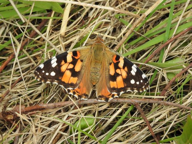 Painted Lady, Preston Down, 18.8.21 (Dave Holloway)
