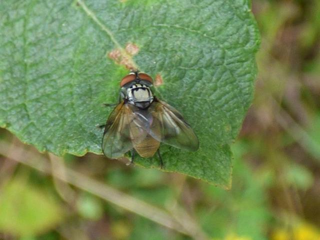 Fly Phasia obesa at Snakeholme (John Davison) 150821
