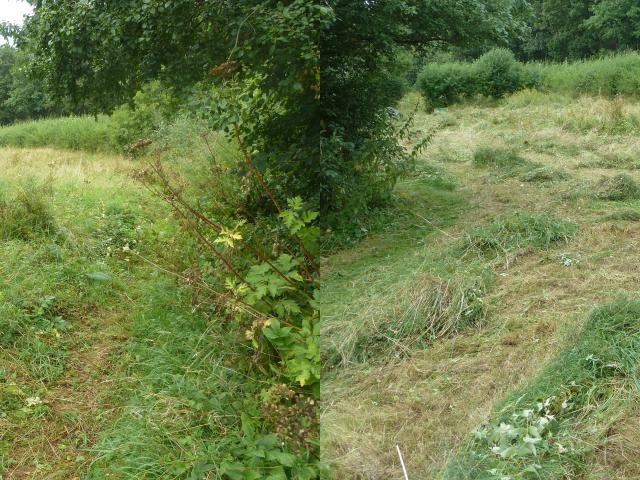 Meadow 1 before & after (Derek Fox) 250821