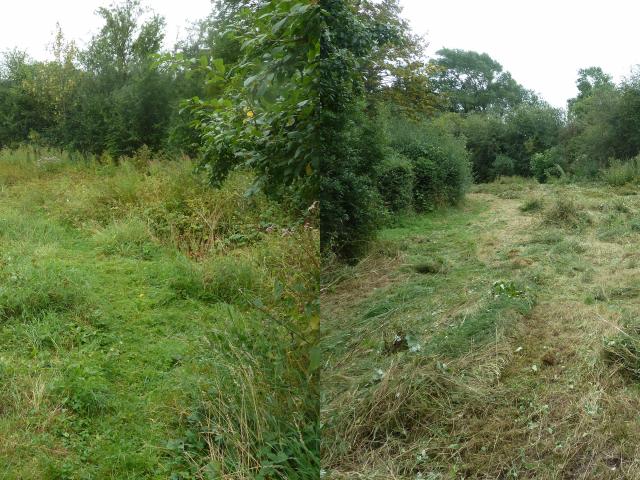 Meadow 2 before & after (Derek Fox) 250821
