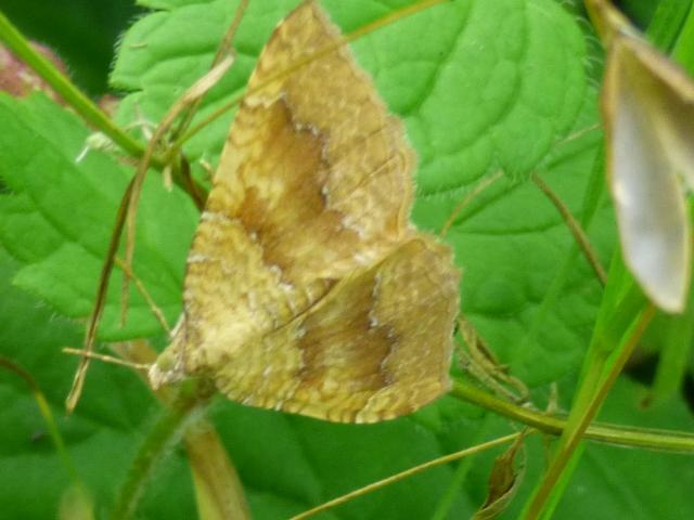 Moth Yellow Shell at Snakeholme (John Davison) 030821