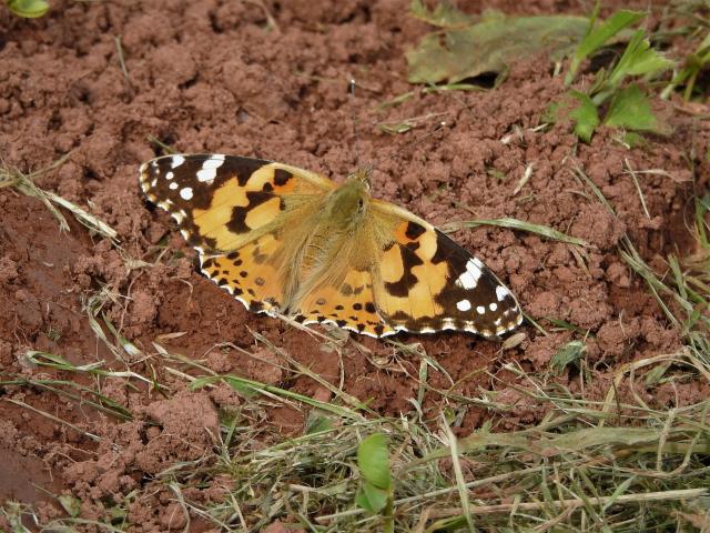 Painted Lady, Clennon Lakes, Paignton, 3.8.21 (Dave Holloway)