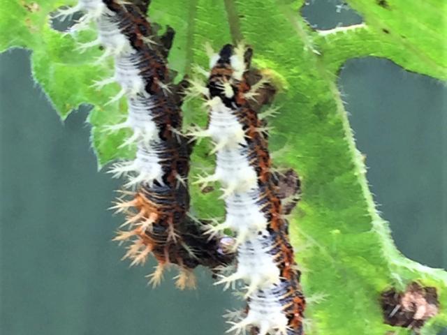 Comma Larvae, Garden, Lyddicleave, Bickington, 2.8.21 (Mark Beer)