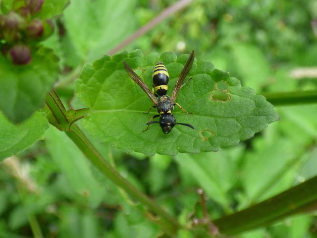 Wasp Symmorphus gracilis at Snakeholme (John Davison) 290721