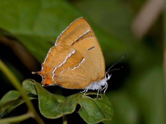 Brown Hairstreak butterfly underwing