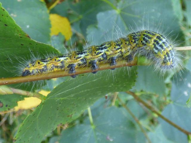 Buff-tip Larva at Southrey (John Davison) 160921