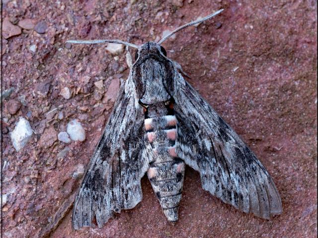 Convolvulus Hawk-moth, Garden, Paignnton, 22.9.21 (Dennis Kallmer)