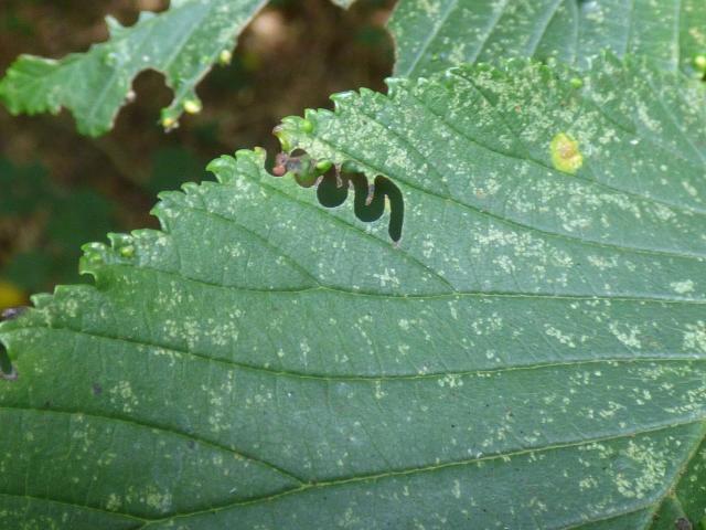 Elm Zigzag Sawfly larva Track at Southrey (John Davison) 210921