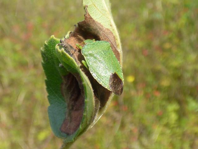 Green Shieldbug at Snakeholme (John Davison) 210921