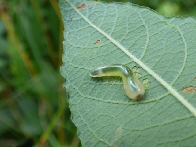 Oak Slug Sawfly Larva - Caliroa annulipes at Southrey (John Davison) 160921
