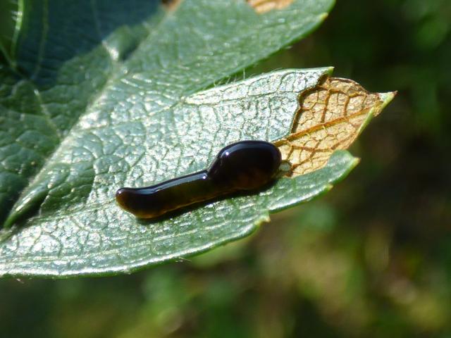 Pear Slug Sawfly Larva - Caliroa cerasi at Snakeholme (John Davison) 160921