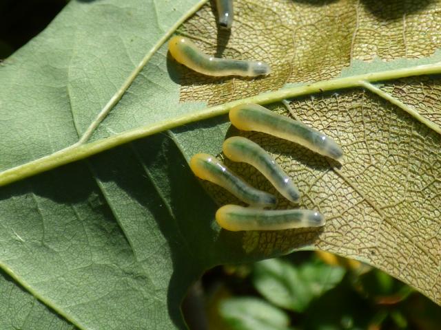 Sawfly Larva - Caliroa cinxia at Snakeholme (John Davison) 160921