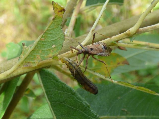 Tree Damsel Bug with Sawfly prey at Southrey (John Davison) 160921