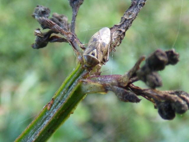 Bug Lygus pratensis at Snakeholme (John Davison) 211021