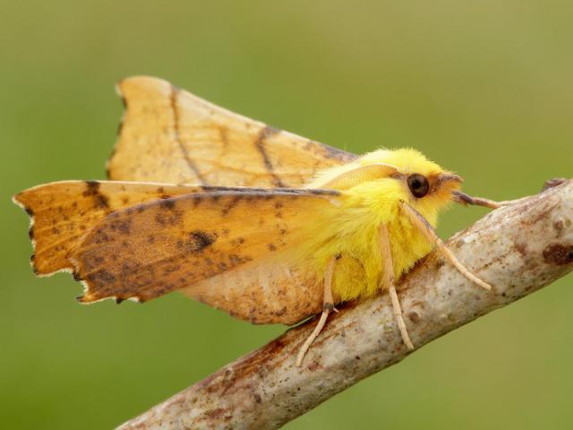Canary-shouldered Thorn moth on a twig