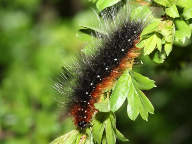 Furry Tiger Moth Caterpillar on a plant