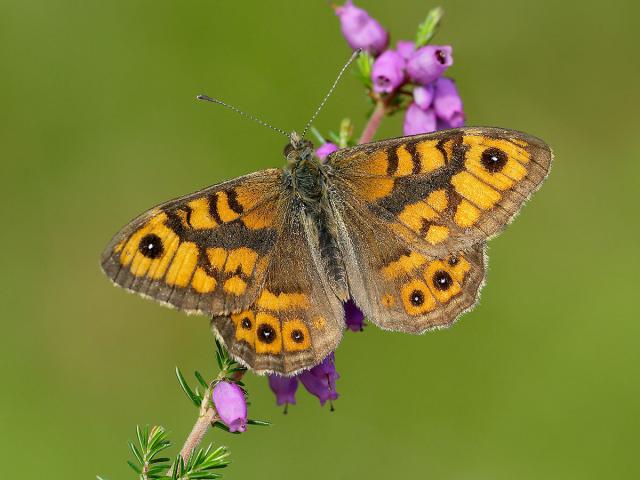 Wall Butterfly. Photo taken by Iain Leach.