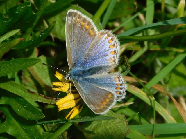 Common Blue [f - blue form], Mount Wise Park, Plymouth, 17.10.21 (Dave Gregory)