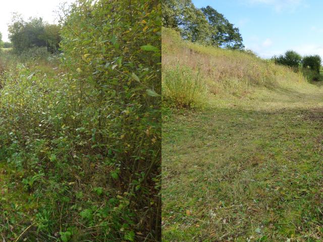Snakeholme Pit - Pit Meadow - Before & After) 041121 (2)