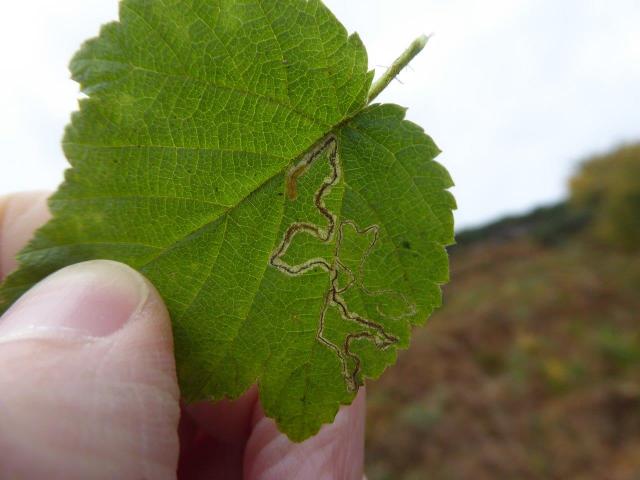 Tiny moth patterns on a leaf