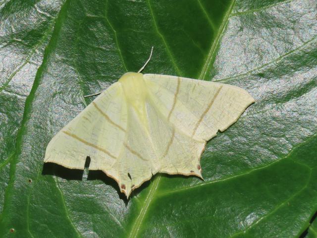 12M Swallow-tailed Moth