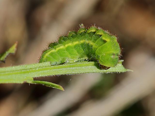 17B Green Hairstreak Caterpillar