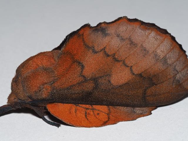 18M Lappet moth