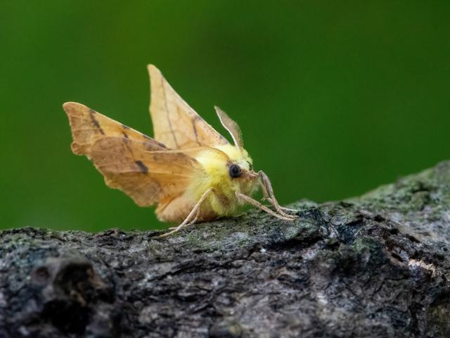 1M Canary Shouldered Thorn