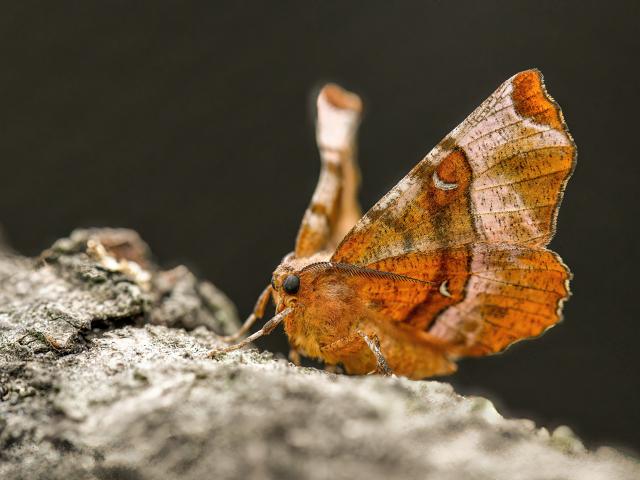25M Purple thorn moth