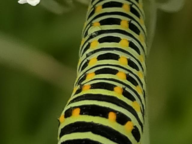 37B Swallowtail Caterpillar