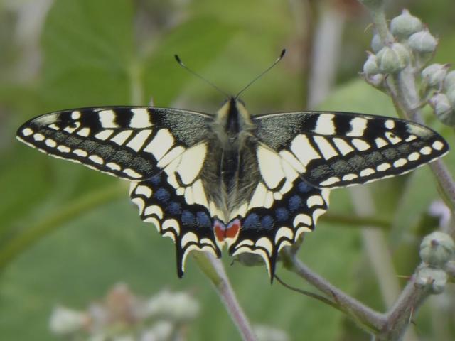 39B Swallowtail